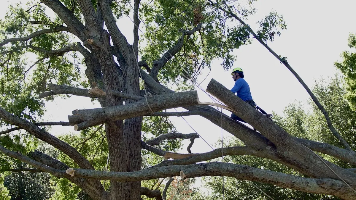 Professional Crown Thinning performed by certified arborists in Lake Lillian