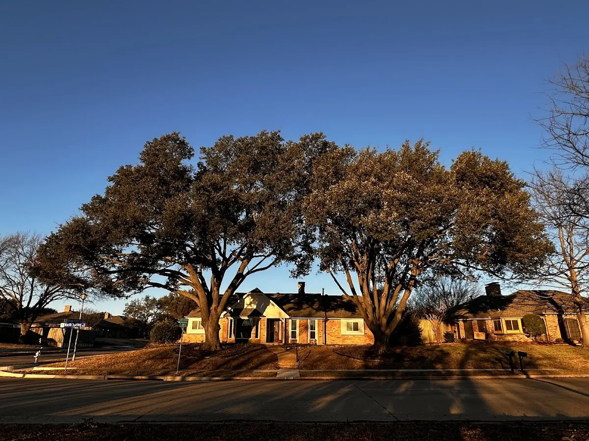 Established residential canopy tree shading a home in Lake Lillian